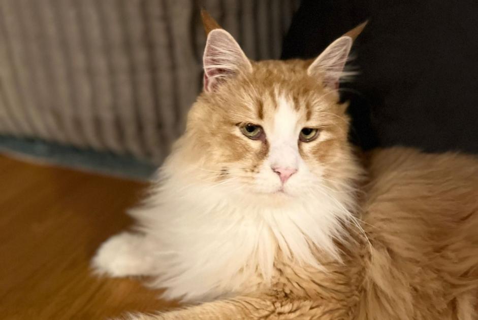 Avviso scomparsa Gatto  Maschio , 2 anni Burgdorf Svizzera