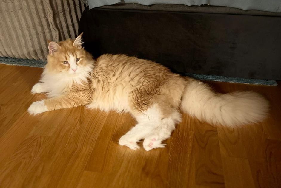 Avviso scomparsa Gatto  Maschio , 2 anni Burgdorf Svizzera