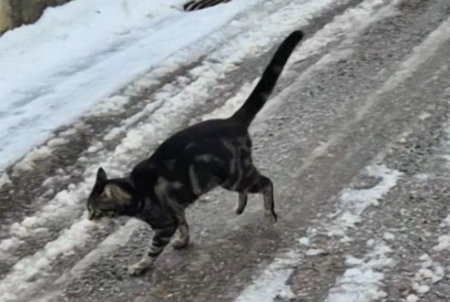 Avviso scomparsa Gatto Femmina , 1 anni Château-d’Œx Svizzera