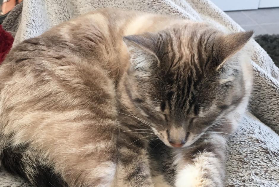 Avviso scomparsa Gatto incrocio di razze Femmina , 8 anni Landudal Francia