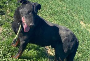 Avviso scomparsa Cane  Maschio , 45 anni Genvry Francia