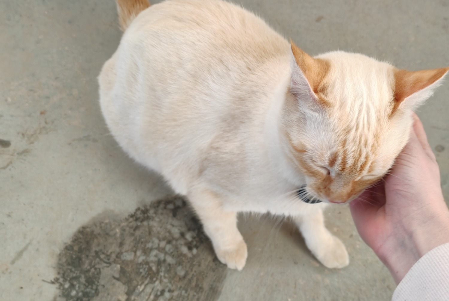 Avviso Ritrovamento Gatto incrocio di razze Maschio , 2024 anni Millau Francia