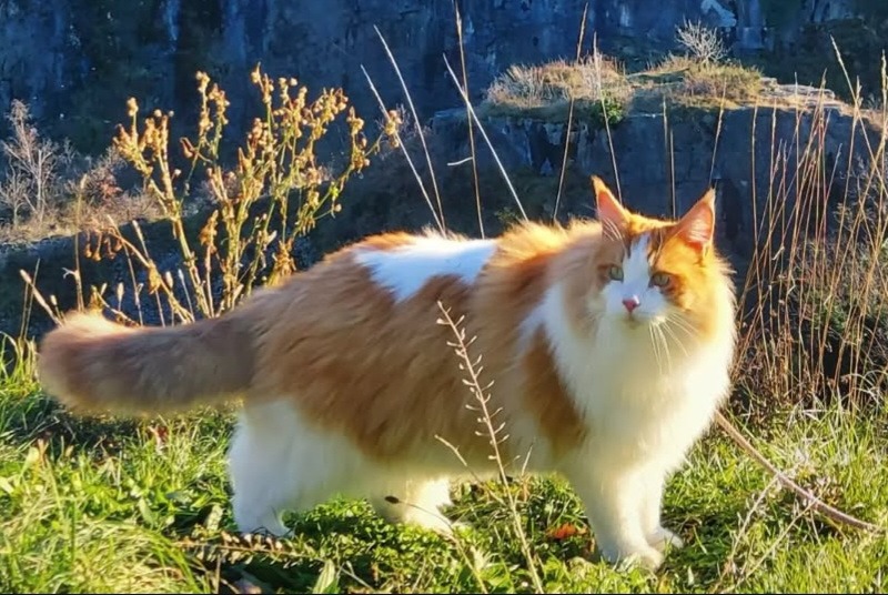 Avviso scomparsa Gatto  Maschio , 5 anni Bex Svizzera