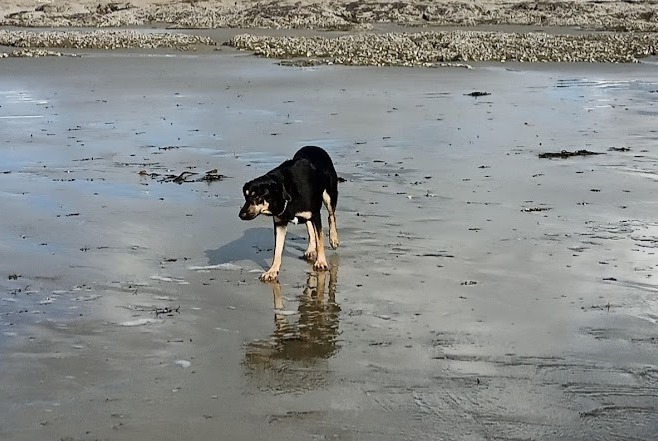 Avviso scomparsa Cane incrocio di razze Maschio , 4 anni La Bazouge-de-Chéméré Francia