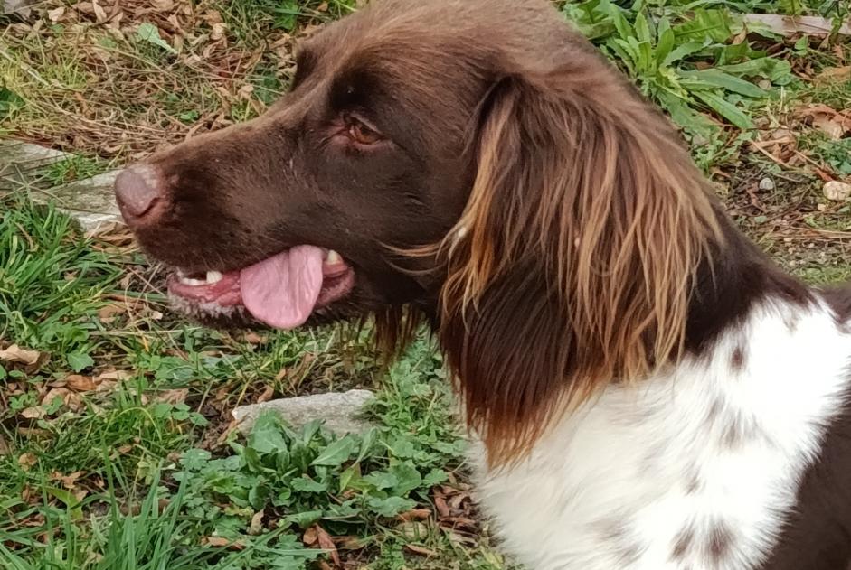 Avviso Ritrovamento Cane  Femmina Chécy Francia