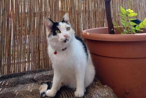 Avviso scomparsa Gatto Femmina , 5 anni Neuchâtel Svizzera