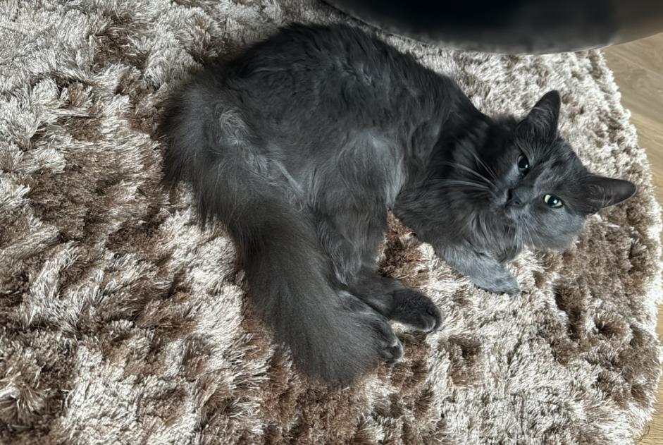 Avviso scomparsa Gatto incrocio di razze Maschio , 2 anni Valentigney Francia