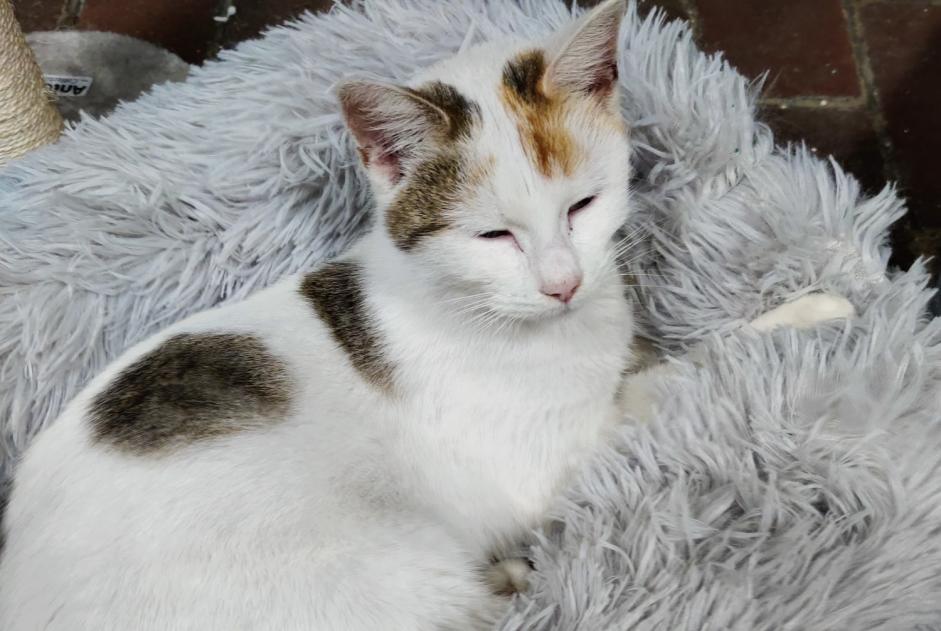 Avviso Ritrovamento Gatto Femmina Tourcoing Francia