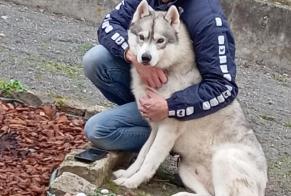 Avviso scomparsa Cane  Maschio , 7 anni Desertines Francia