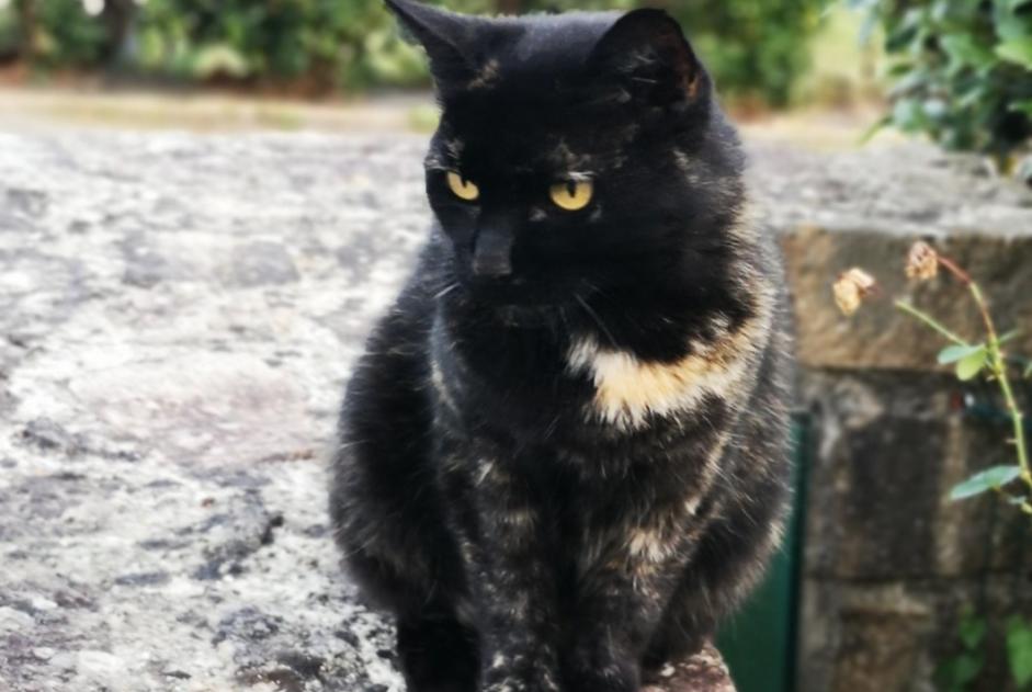 Avviso scomparsa Gatto Femmina , 15 anni Inzinzac-Lochrist Francia