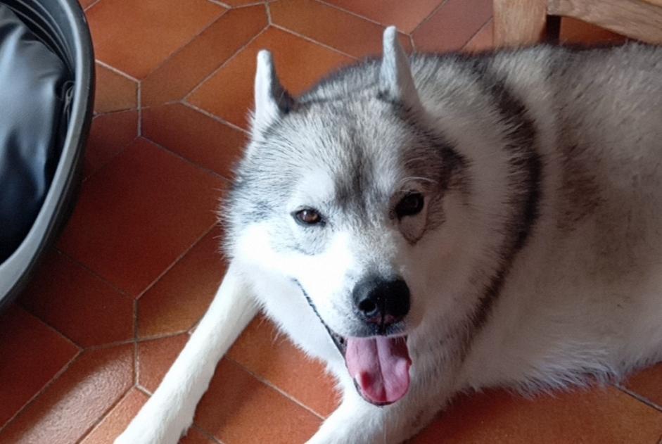 Avviso scomparsa Cane  Maschio , 7 anni Desertines Francia