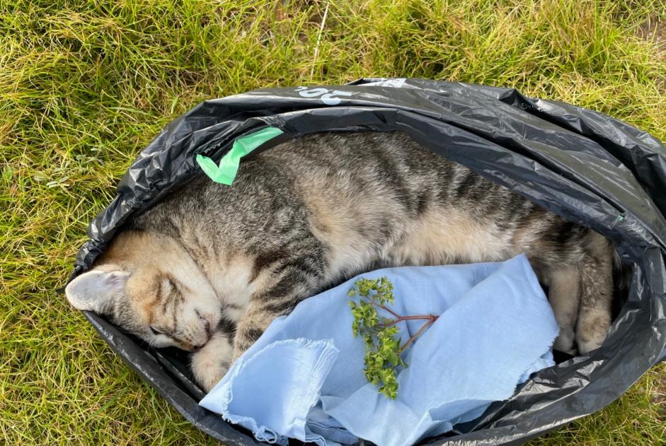 Avviso Ritrovamento Gatto incrocio di razze Non conosciuta , Tra 9 e 12 mesi Gauriac Francia