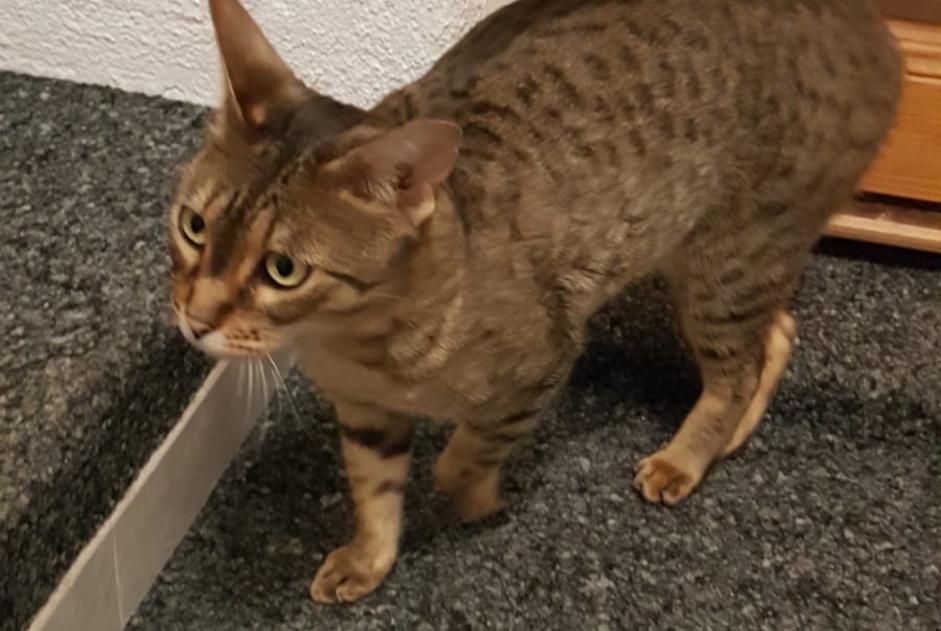 Avviso scomparsa Gatto  Femmina , 5 anni Veyrier Svizzera