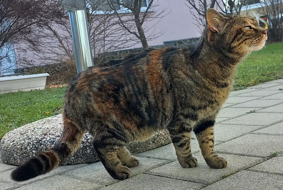 Avviso Ritrovamento Gatto incrocio di razze Femmina Romont Svizzera