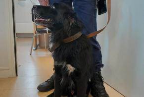 Avviso Ritrovamento Cane  Maschio , 8 anni Châtillon-Coligny Francia