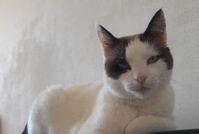 Avviso scomparsa Gatto incrocio di razze Maschio , 8 anni Hendaye Francia