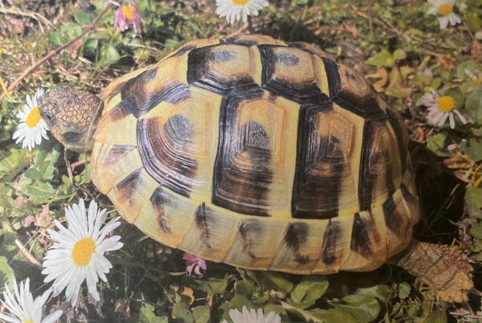 Vermësstemeldung Schildkröt Weiblech , 2024 joer Martigny Suisse