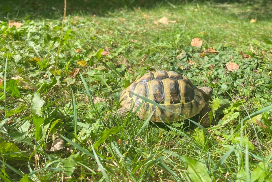 Vermësstemeldung Schildkröt Weiblech , 2024 joer Martigny Suisse