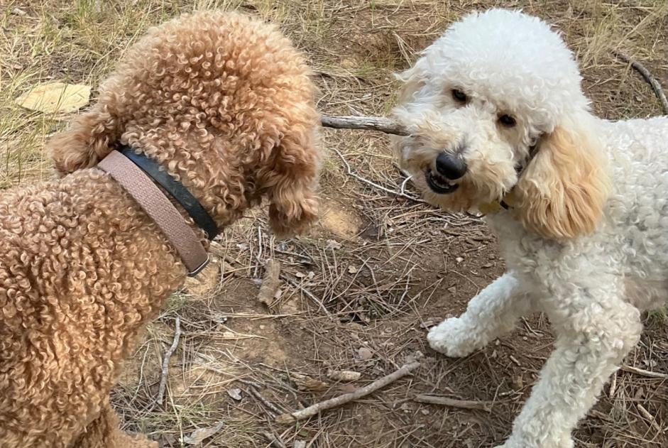 Vermësstemeldung Hond  Männlech , 2 joer Veyrier Suisse