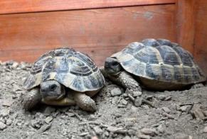 Vermësstemeldung Schildkröt Männlech , 2024 joer Collombey-Muraz Suisse