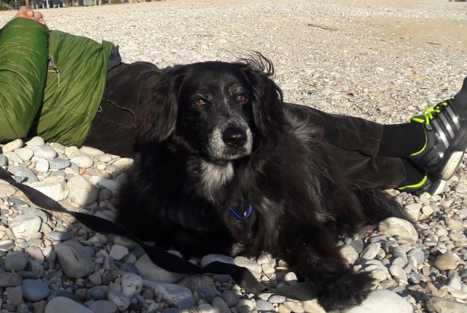 Verdwijningsalarm Hond  Vrouwtje , 12 jaar Villeneuve-Loubet Frankrijk