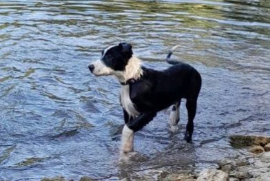Verdwijningsalarm Hond  Mannetje , 1 jaar Souvigné Frankrijk