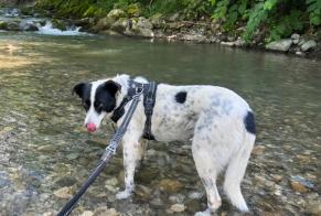 Verdwijningsalarm Hond Vrouwtje , 6 jaar Jussy Zwitserland