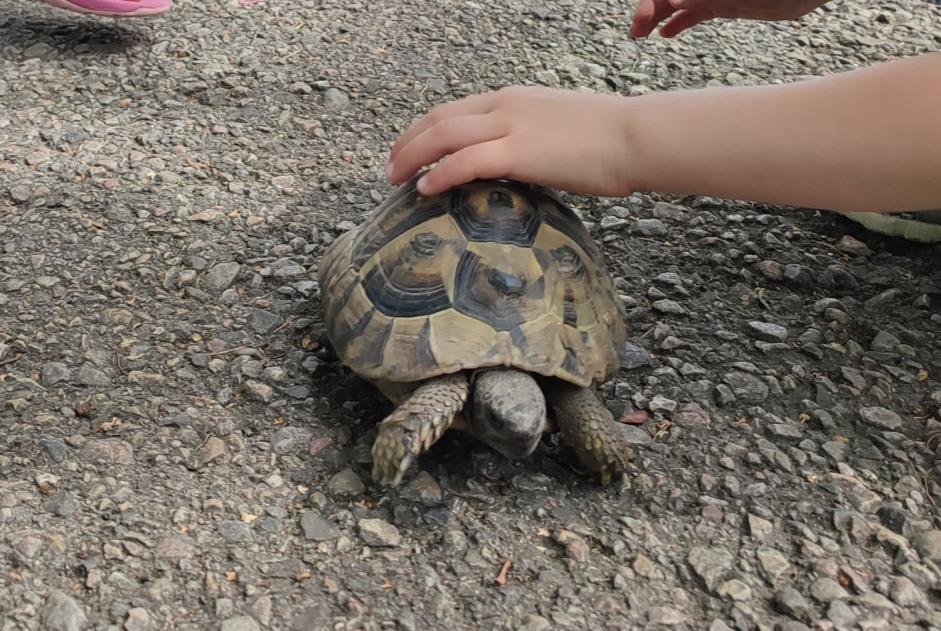 Ontdekkingsalarm Schildpad Onbekend Yverdon-les-Bains Zwitserland