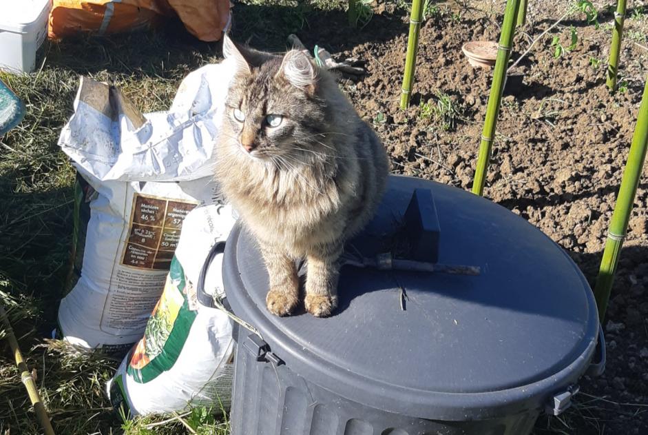 Verdwijningsalarm Kat rassenvermenging Mannetje , 2 jaar Theys Frankrijk