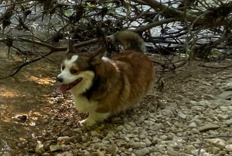 Verdwijningsalarm Hond  Mannetje , 5 jaar Péry-La Heutte Zwitserland