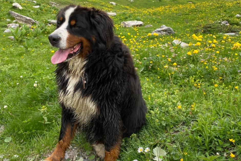 Verdwijningsalarm Hond  Mannetje , 6 jaar Crans-Montana Zwitserland