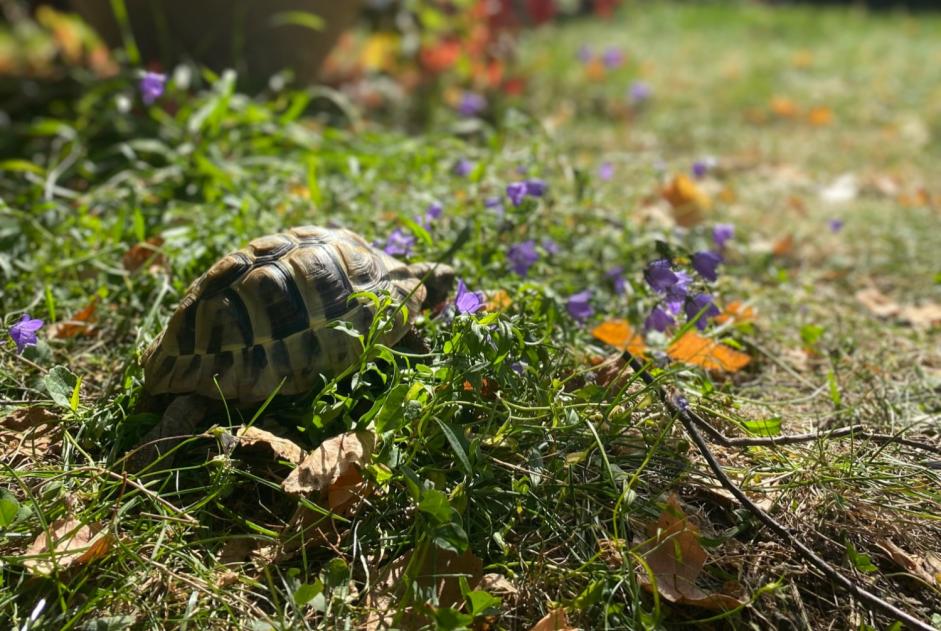 Verdwijningsalarm Schildpad Vrouwtje , 2024 jaar Martigny Zwitserland