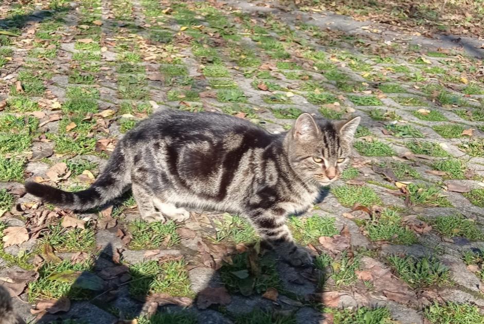 Ontdekkingsalarm Kat Mannetje , Tussen 1 en 3 maanden Fribourg Zwitserland