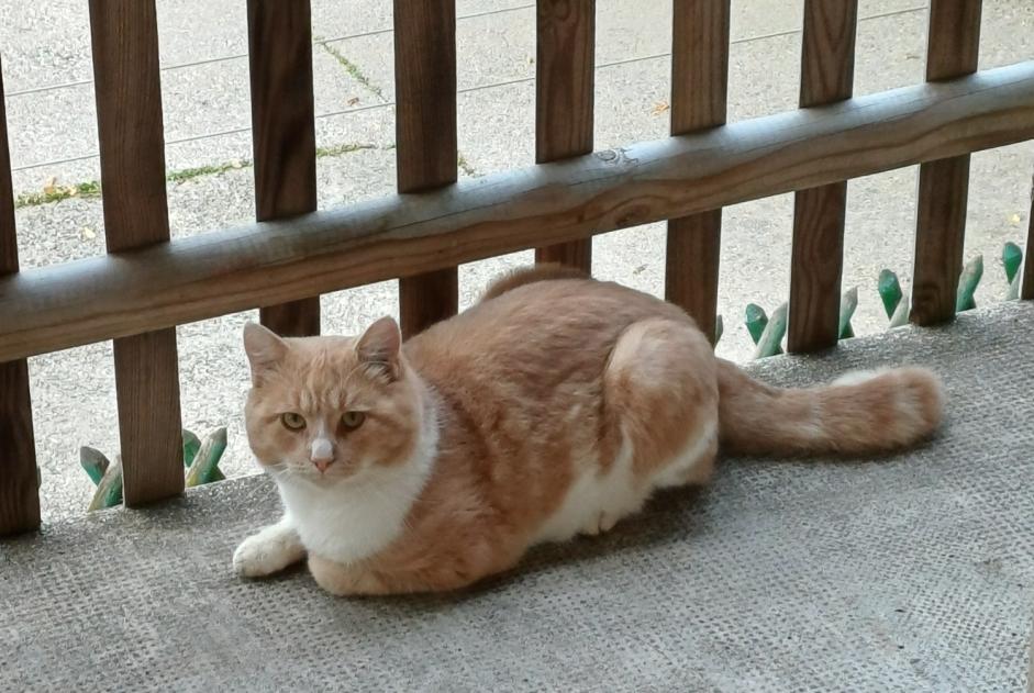 Ontdekkingsalarm Kat Mannetje Belmont-sur-Lausanne Zwitserland