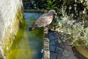 Ontdekkingsalarm Vogel Onbekend Maurepas Frankrijk