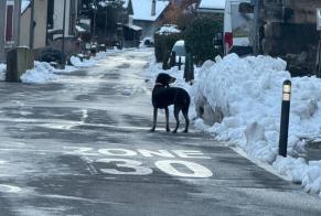 Ontdekkingsalarm Hond Onbekend Fully Zwitserland