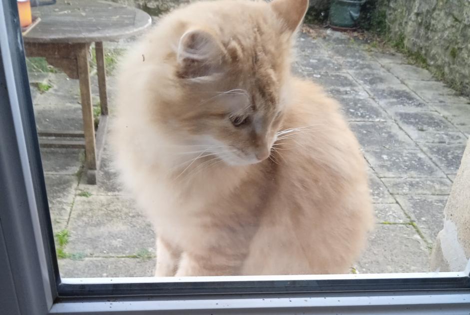 Ontdekkingsalarm Kat Mannetje Vernon Frankrijk