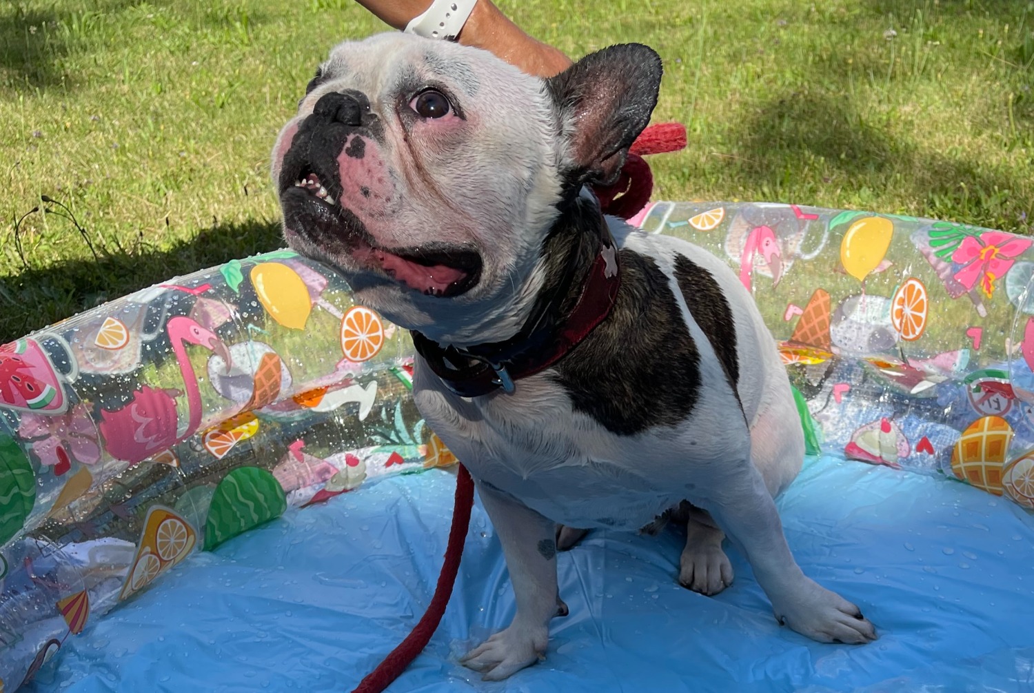 Verdwijningsalarm Hond  Mannetje , 5 jaar Bulle Zwitserland