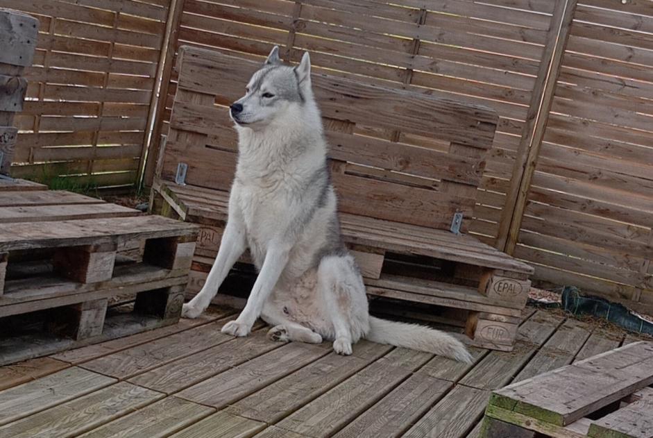 Verdwijningsalarm Hond  Mannetje , 7 jaar Desertines Frankrijk