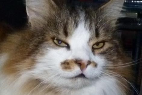 Alerta desaparecimento Gato cruzamento Macho , 19 anos Les Fontenelles France