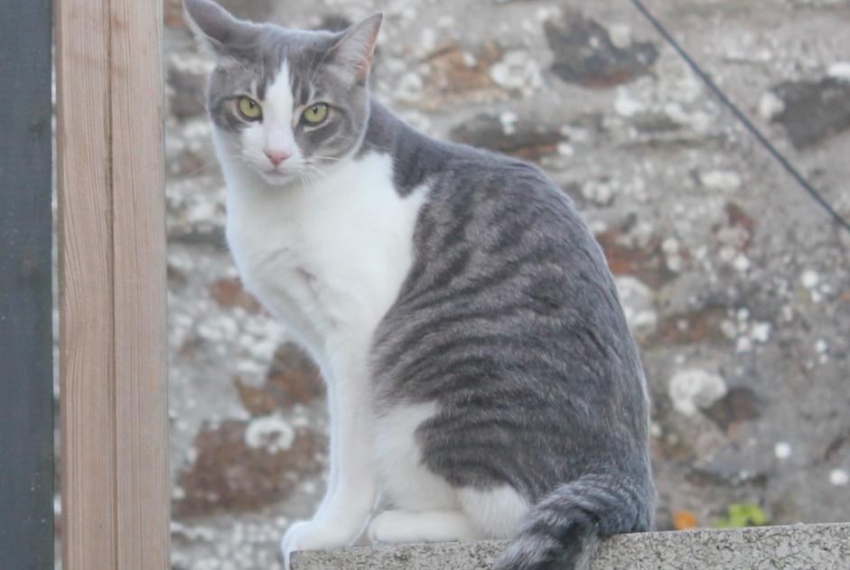 Alerta desaparecimento Gato Macho , 8 anos Hanvec France