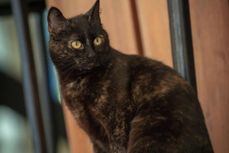 Alerta desaparecimento Gato Fêmea , 7 anos Fouesnant France