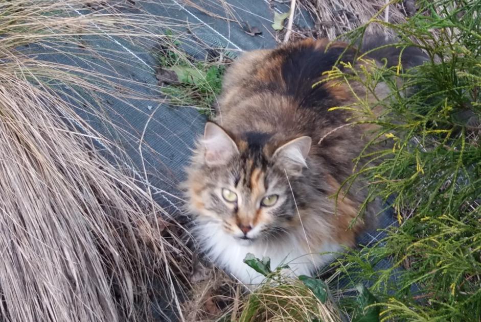 Alerta desaparecimento Gato  Fêmea , 6 anos Pruillé-le-Chétif France