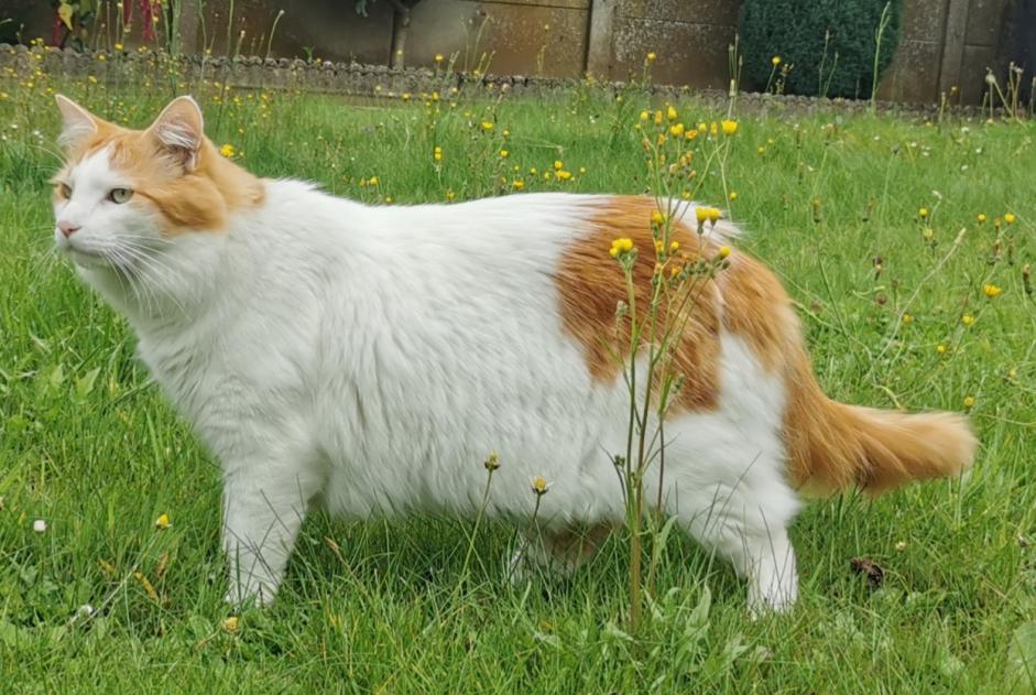 Alerta desaparecimento Gato cruzamento Macho , 5 anos Chaville France