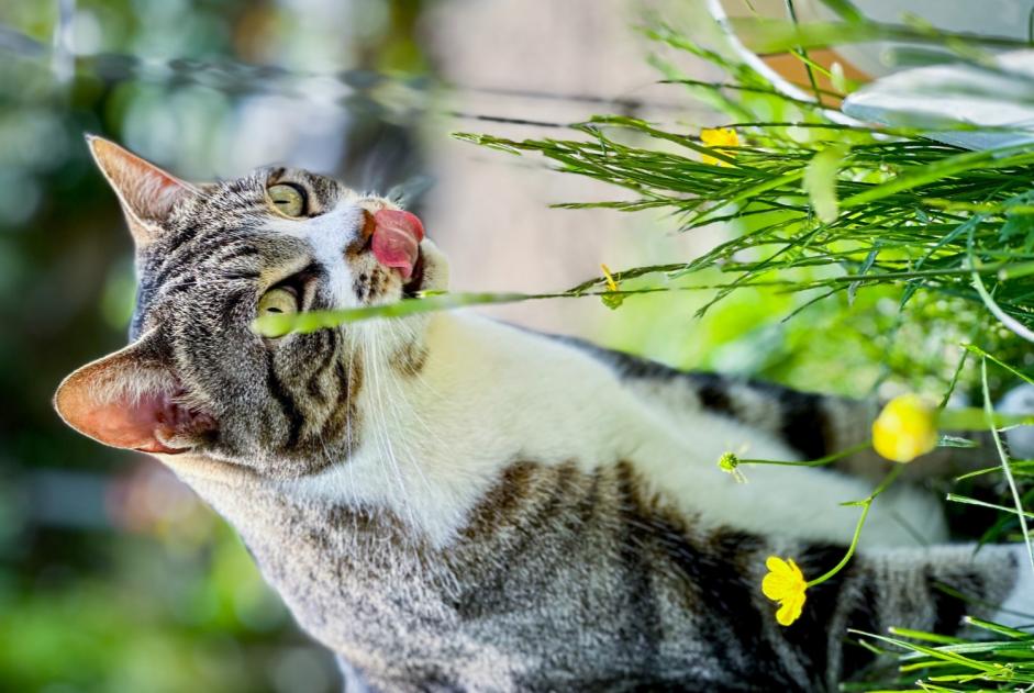 Alerta desaparecimento Gato Fêmea , 6 anos Ursy Switzerland