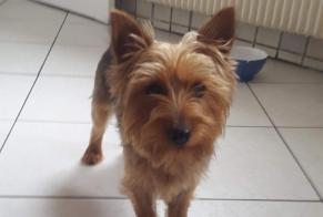 Alerta desaparecimento Cão  Fêmea , 9 anos Berck France