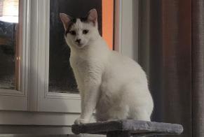 Alerta desaparecimento Gato Fêmea , 1 anos Sotteville-lès-Rouen France
