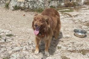 Alerta desaparecimento Cão cruzamento Fêmea , 5 anos La Répara-Auriples France