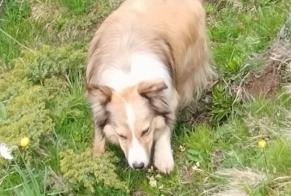 Alerta desaparecimento Cão cruzamento Macho , 10 anos Rossinière Switzerland