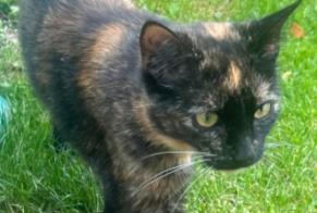Alerta desaparecimento Gato Fêmea , 1 anos Bex Switzerland